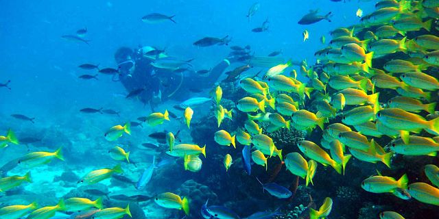 Diving in tamarin mauritius plonger ile maurice (3)